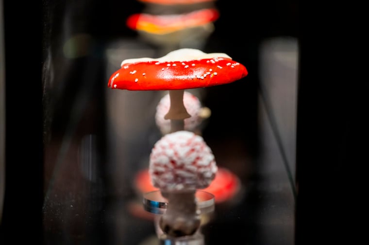 Exhibition Fungi In Art and Science