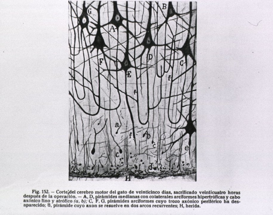 Santiago Ramon Y Cajal Photo Gallery Nobelprize Org