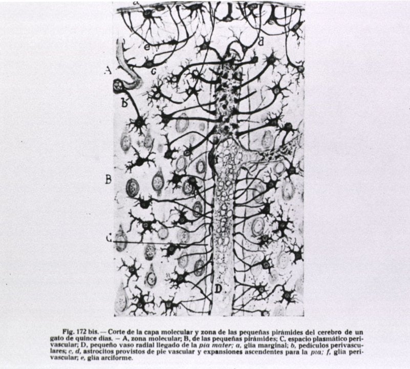 Neuroglial cells of a cat