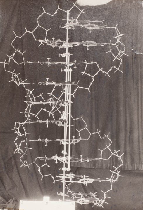 Original model of the structure of DNA, 1953