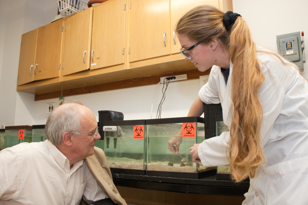 Bert Sakmann watches a student demonstrate how to  extract venom from a marine snail