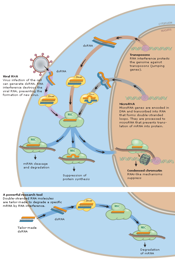Illustration of RNAi in the cell