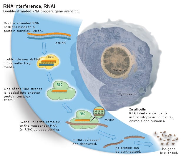 Illustration of RNA interference, RNAi