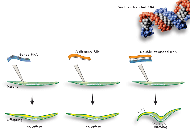 Illustration of gene silencing