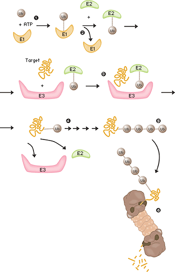 Ubiquitin-mediated protein degradation.