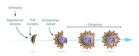 Proteinkomplex formar stegvis auto-fagosomens membran