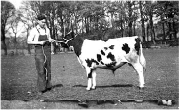 Tethered to a young Ayrshire bull c. 1959.