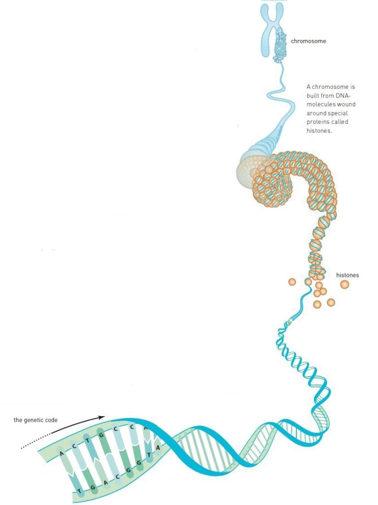 Figure showing how DNA is built