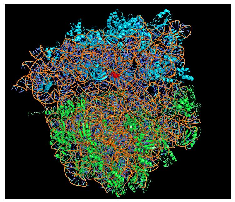 X-ray structure of a bacterium ribosome