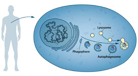 Illustration of formation of the autophagosome.