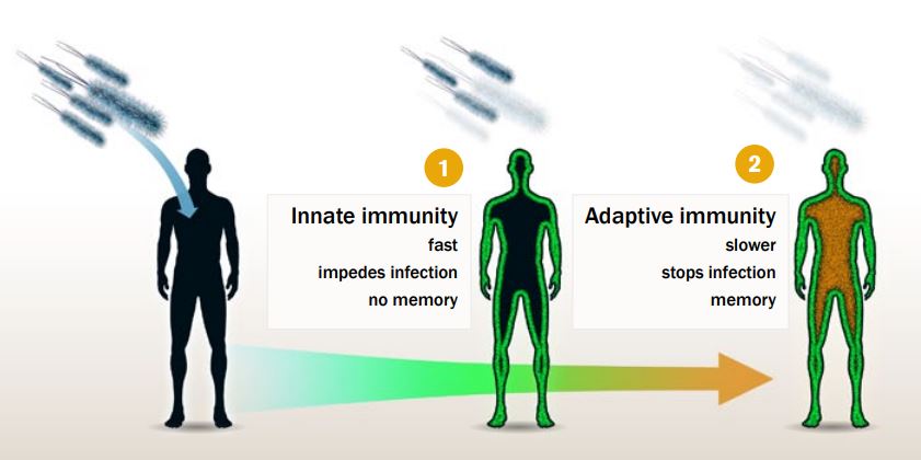Illustration of how the immune system works