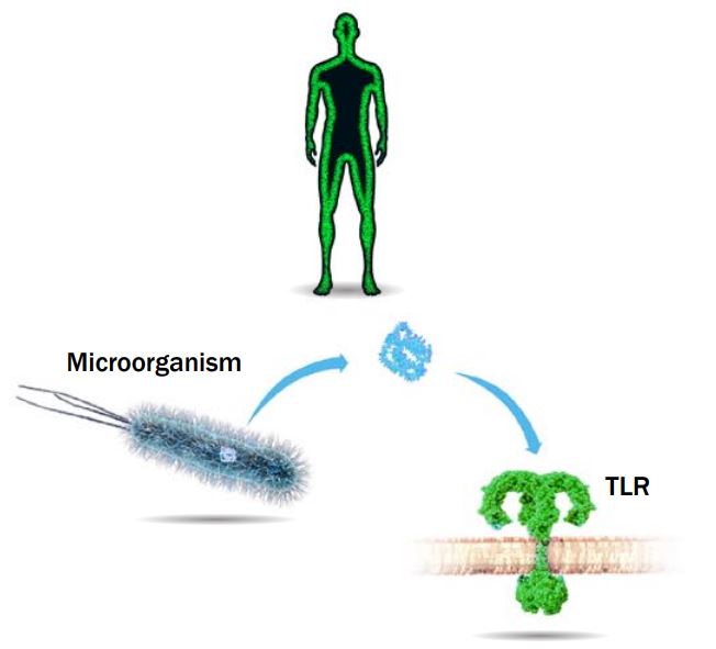 Illustration of how components originating from microorganisms bind to Toll-like receptors