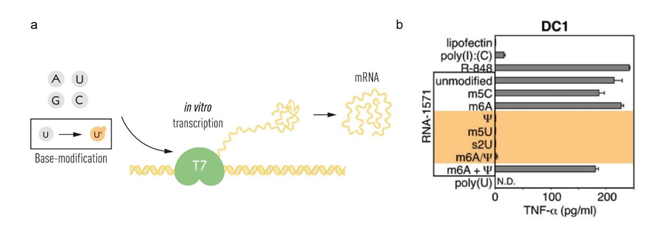 Illustration showing unmodified mRNA and base-modified mRNA.