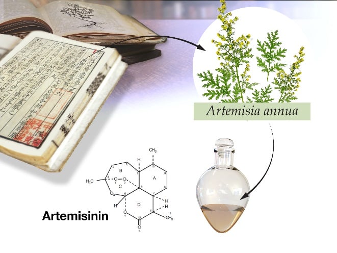 The plant Artemisia annua