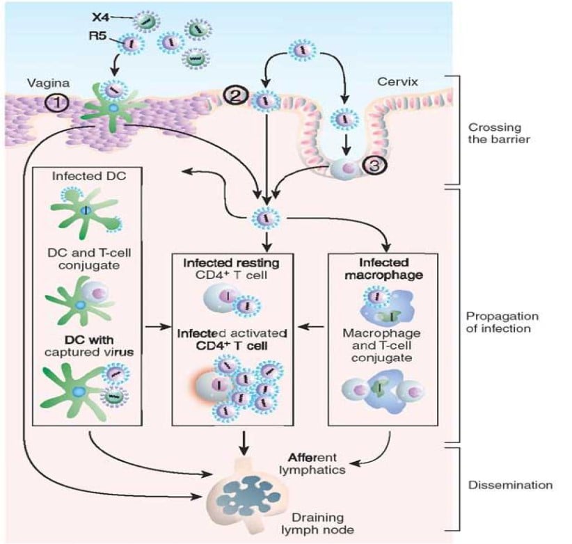 Illustration showing mucosal transmission of HIV