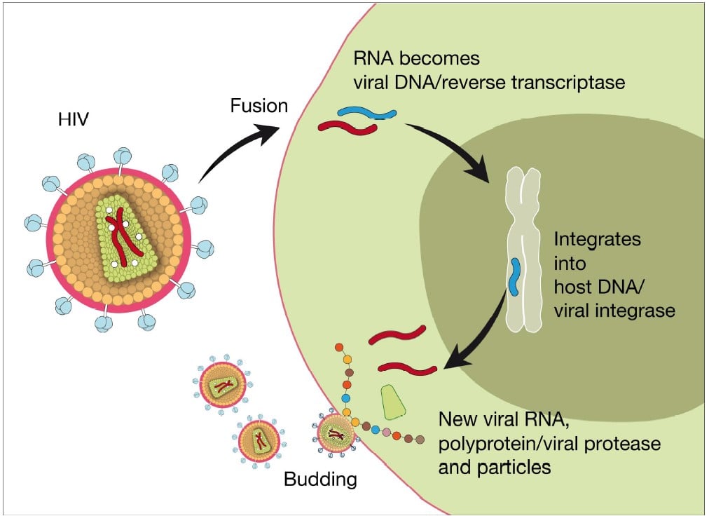 Illustration of the HIV-1 replication cycle