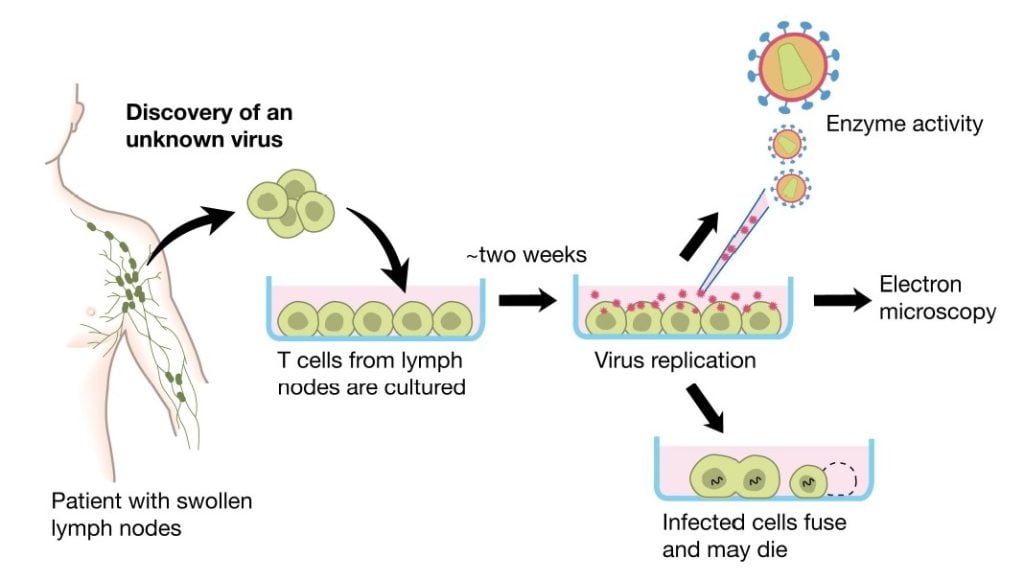 Illustration of discovering an unknown virus