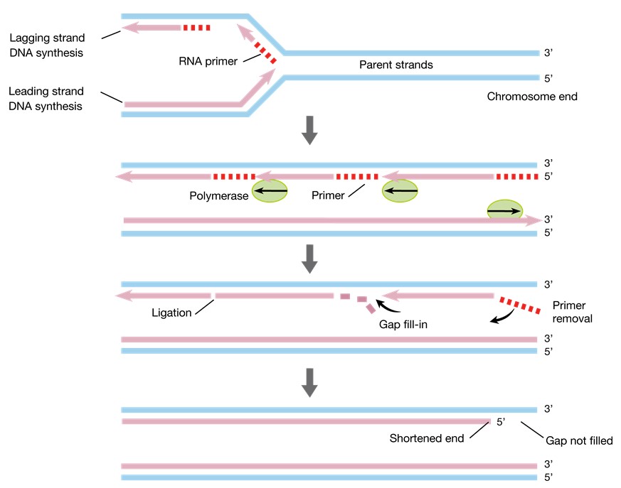 Illustration of the end‐replication problem.