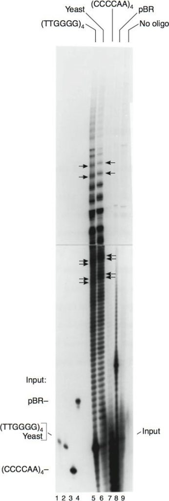 Primer specificity of the elongation reaction