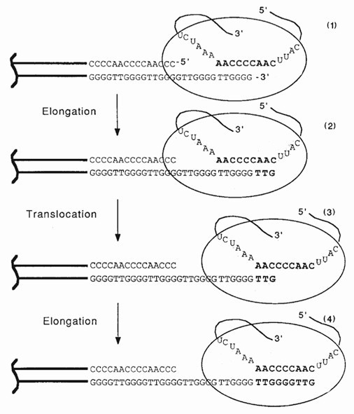 Model for elongation of telomeres by telomerase