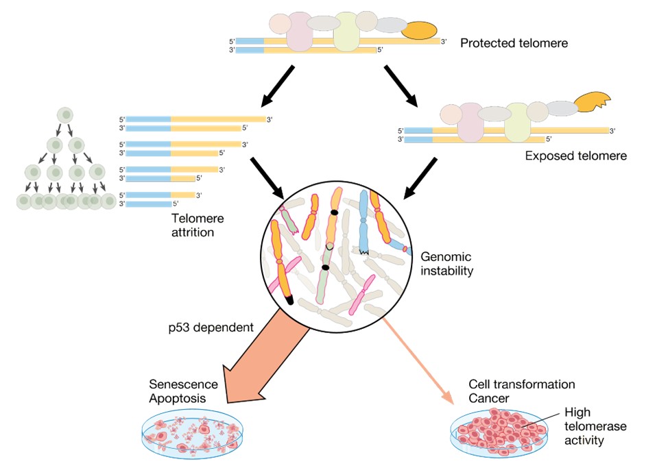 Schematic model of how short or unprotected telomere ends cause genomic instability followed by cell proliferation arrest and cell death