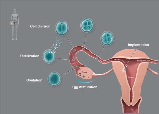 Illustration of the fertilization process in humans