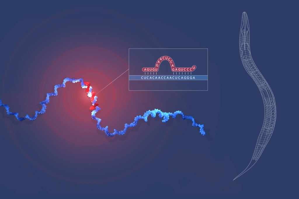 This year’s Nobel Prize honors two scientists for their discovery of a fundamental principle governing how gene activity is regulated. The informati