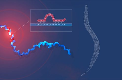 Symbol image for the 2024 Nobel Prize Medicine. About microRNA.