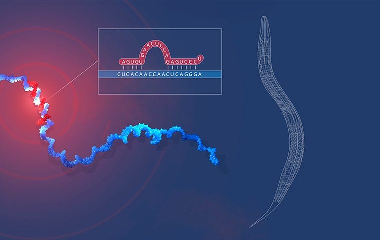 Symbol image for the 2024 Nobel Prize Medicine. About microRNA.