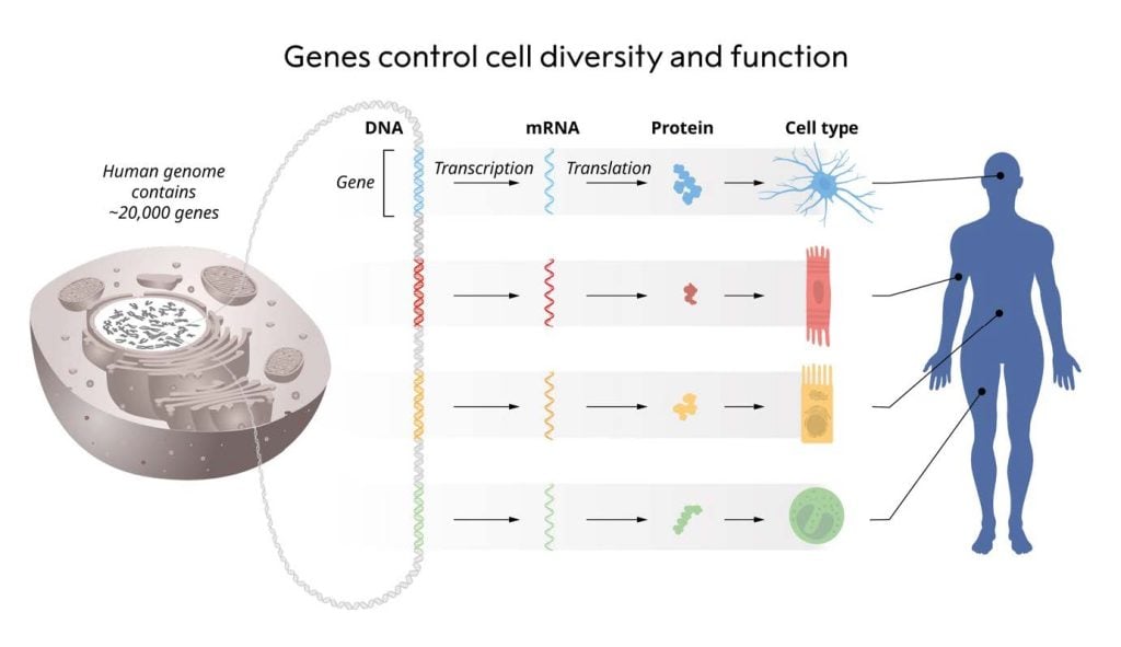 Illustration of the flow of genetic information from DNA to mRNA to proteins