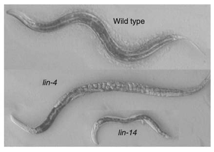 Photo of heterochronic worm mutants