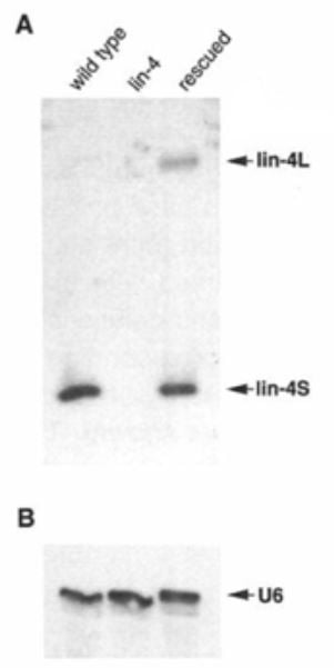 Image of  the identification of two short lin-4 transcripts.