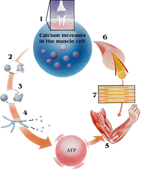 Illustration of the breakdown of glycogen to glucose