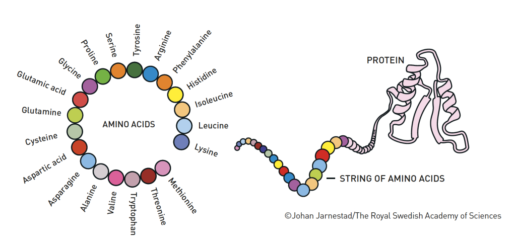 Illustration of a string of amino acids