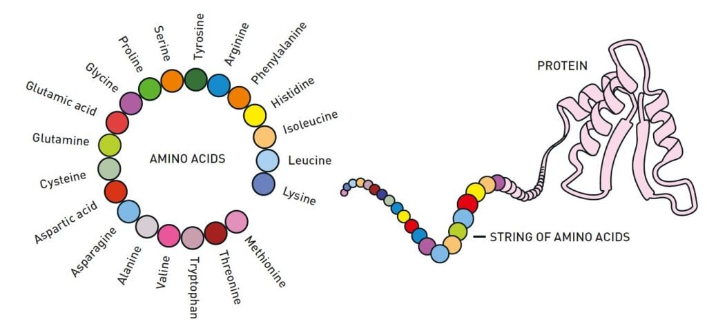 Illustration of a string of amino acids