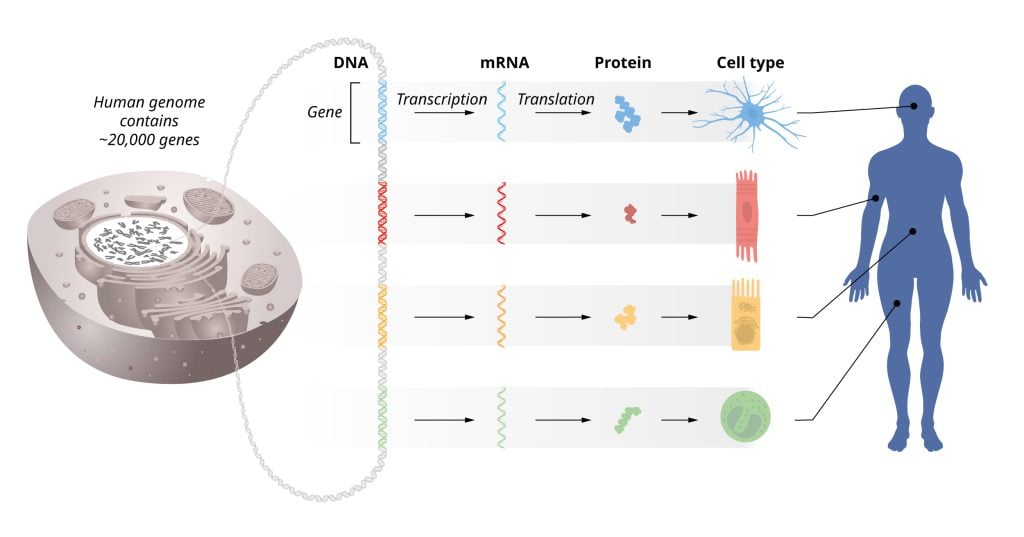 Illustrazione del flusso di informazioni genetiche dal DNA all'mRNA alle proteine