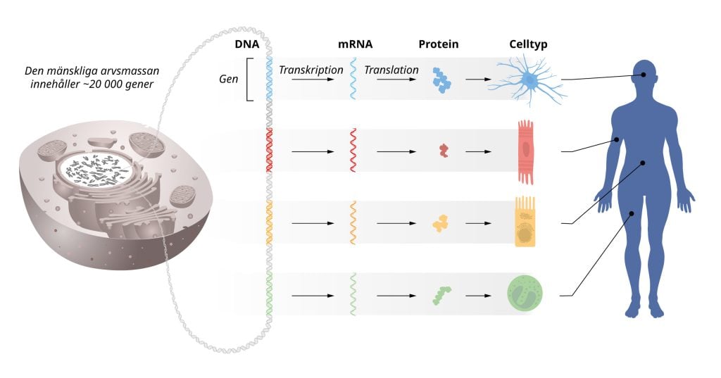 Illustration av hur flödet av genetisk information från DNA till mRNA till protein. 