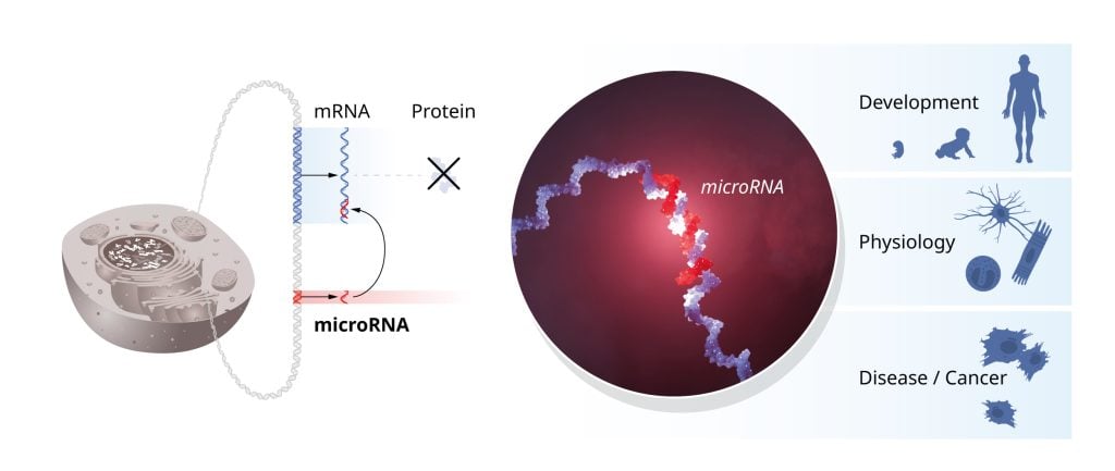 說明 microRNA 的開創性發現是出乎意料的，并揭示了基因調控的新維度。