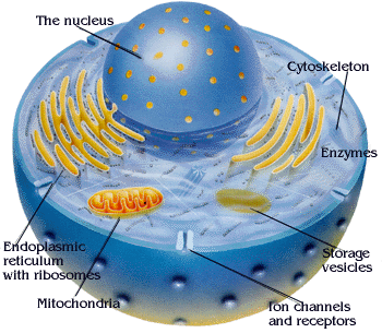 Illustration of a protein